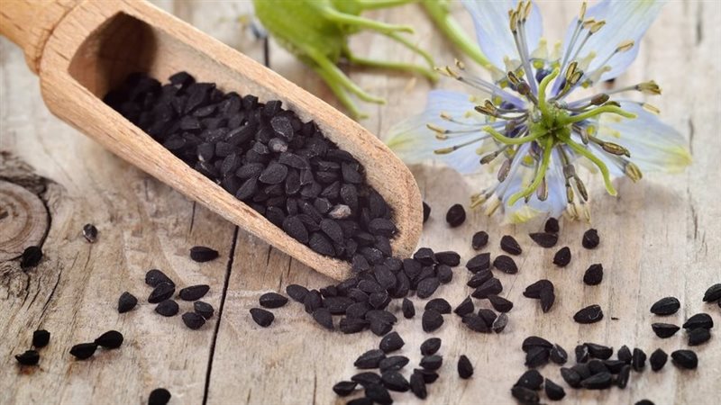 حبة البركة وفوائدها،