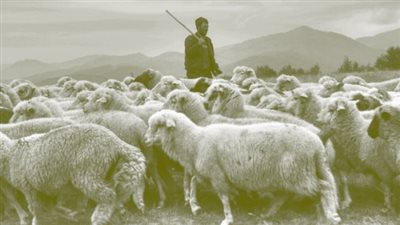 تفسير رؤية راعي الغنم في المنام وعلاقتها بالخلاف مع مدير العمل 