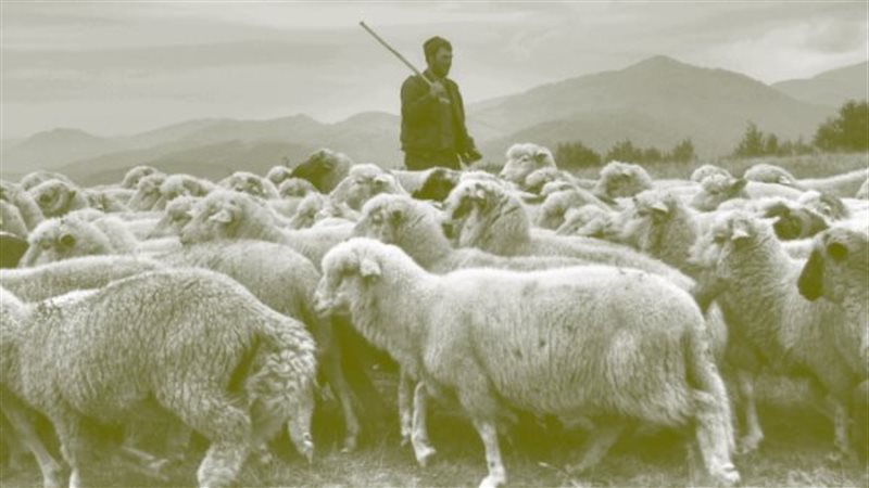 تفسير رؤية راعي الغنم