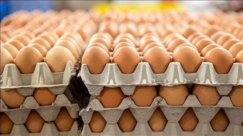 أسعار البيض اليوم