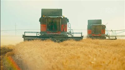 محافظ أسوان: توريدات القمح ترتفع لـ 550 ألفا و949 طنا بنسبة 112.7% 