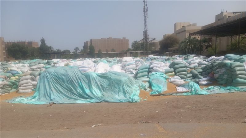 توريد القمح بأسيوط،