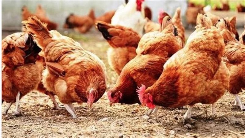 أسعار الفراخ اليوم،