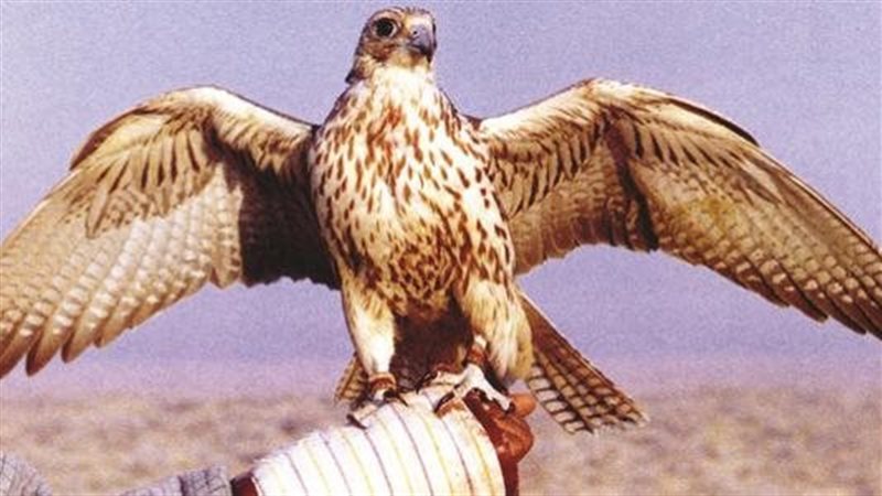 تفسير حلم الصقر في