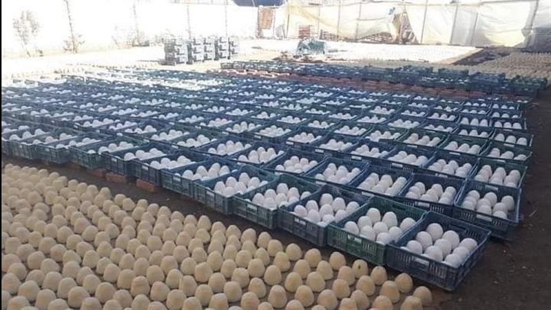 ضبط 37 طن جبن غير