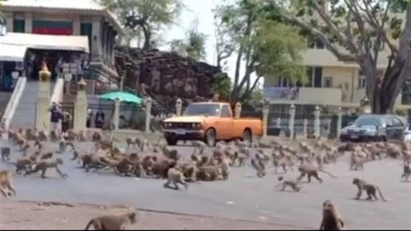 قتال القرود 