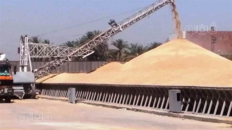 توريد القمح المحلي