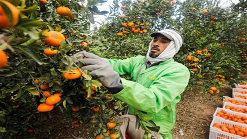 تفسير حلم إعطاء البرتقال