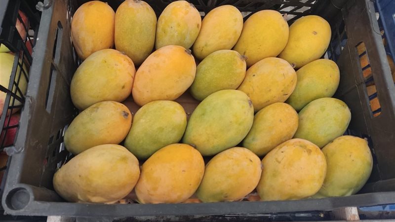سعر المانجو اليوم