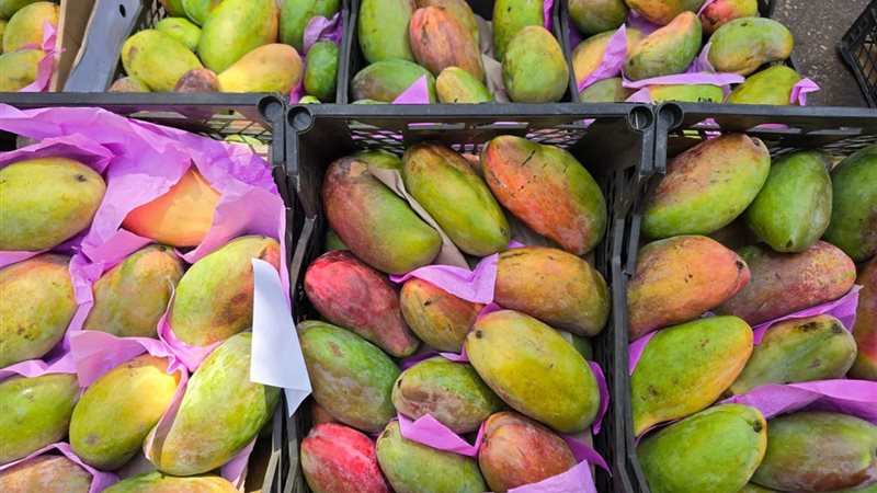 سعر المانجو اليوم