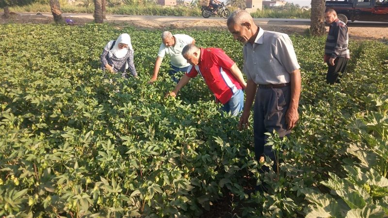 أنشطة الزراعة بالفيوم،