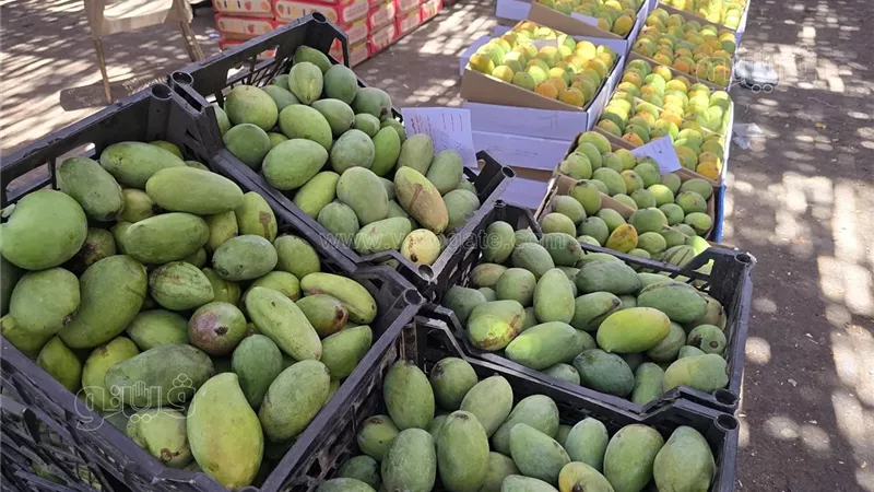سعر المانجو اليوم