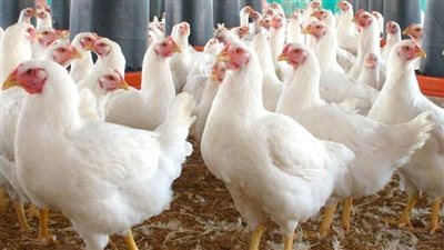 أسعار الدواجن اليوم السبت 12-7-2025 في محافظة الفيوم