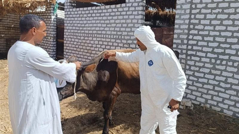 الحملة القومية لتحصين