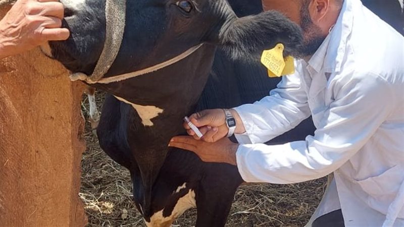 أنشطة الطب البيطري،