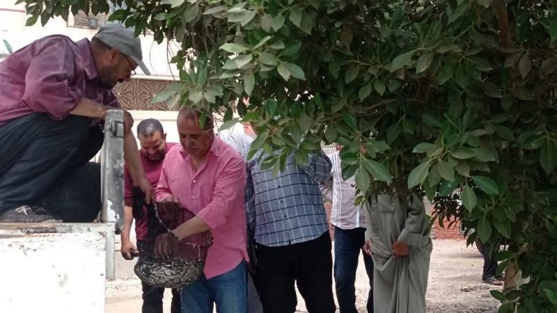 زريعة السمك، فيتو