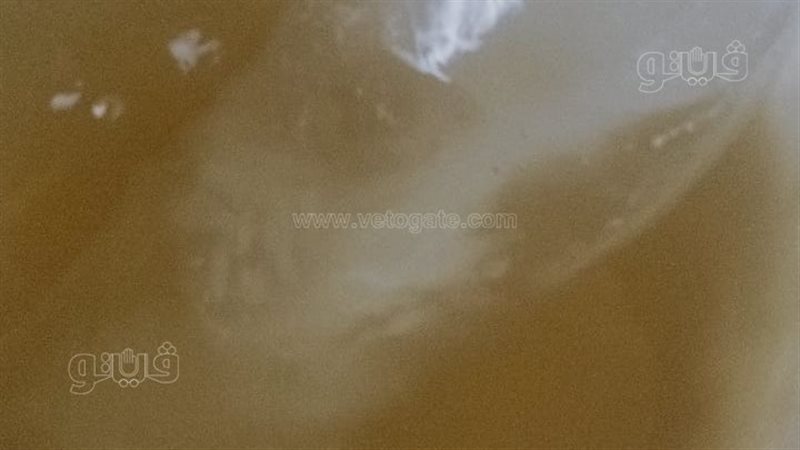 أهالي كفر الحمادية