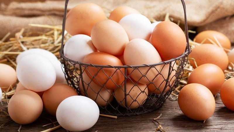 سعر كرتونة البيض