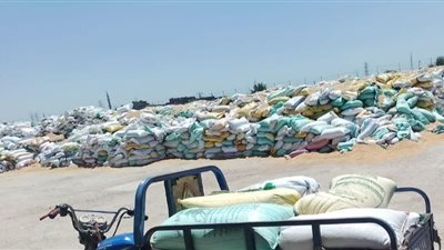 صوامع الشرقية تستقبل 97 طن قمح خلال 24 ساعة