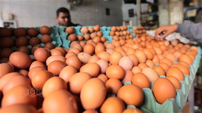 أسعار كرتونة البيض اليوم الجمعة 25 يوليو 2025 في بورصة الدواجن