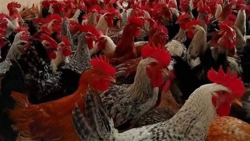 دواجن، فيتو