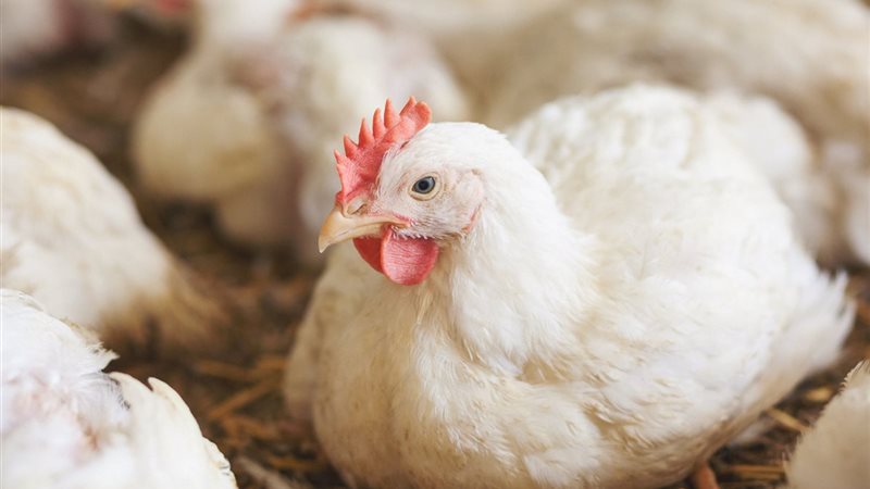 أسعار الفراخ اليوم،