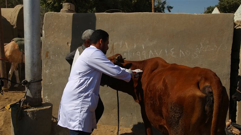 قافلة بيطرية، فيتو