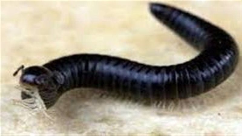 تفسير رؤية الدود