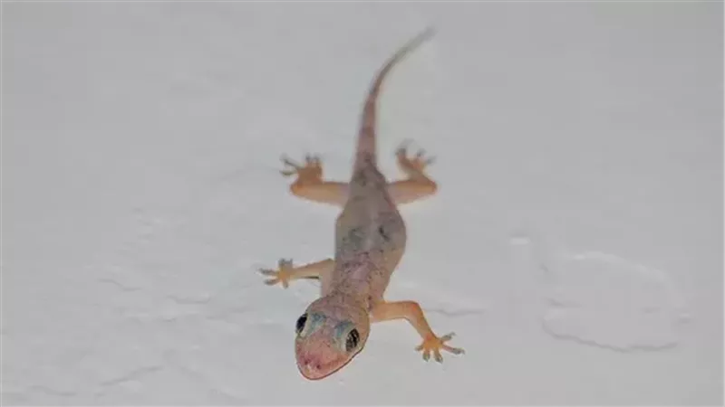 تفسير رؤية البرص