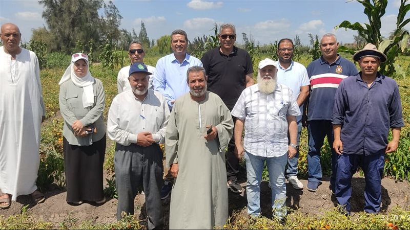 إنتاج الطماطم 