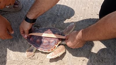 وزارة البيئة تعيد إطلاق سلحفاة بحرية إلى بيئتها الطبيعية بمحمية أشتوم الجميل