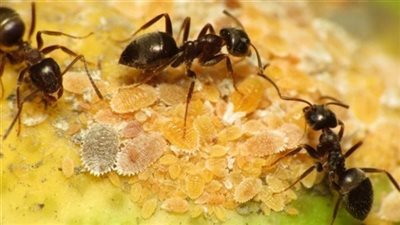 تفسير حلم ضرب النمل في المنام وعلاقته بزوال الهموم وانفراج الكروب 