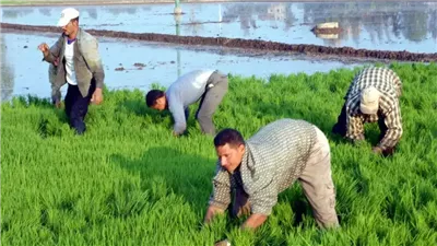 بحث التعاون المصري الفيتنامي في إنتاج الأرز والاستزراع السمكي
