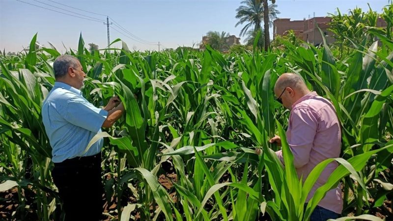 زراعة أسيوط تتفقد
