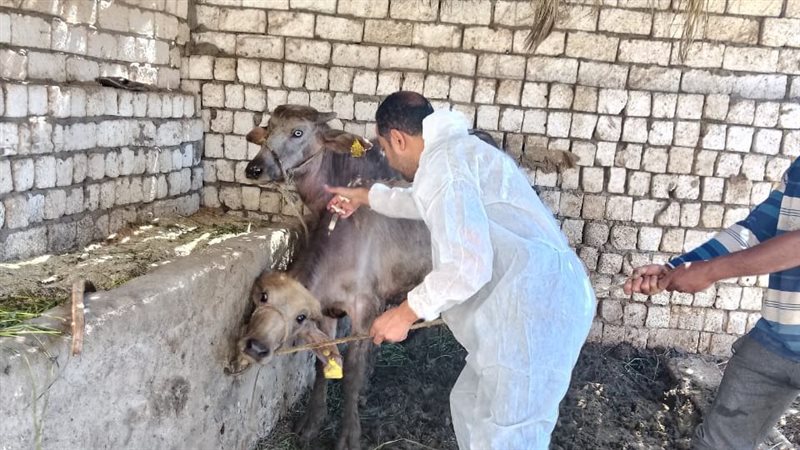 أنشطة بيطرية، فيتو