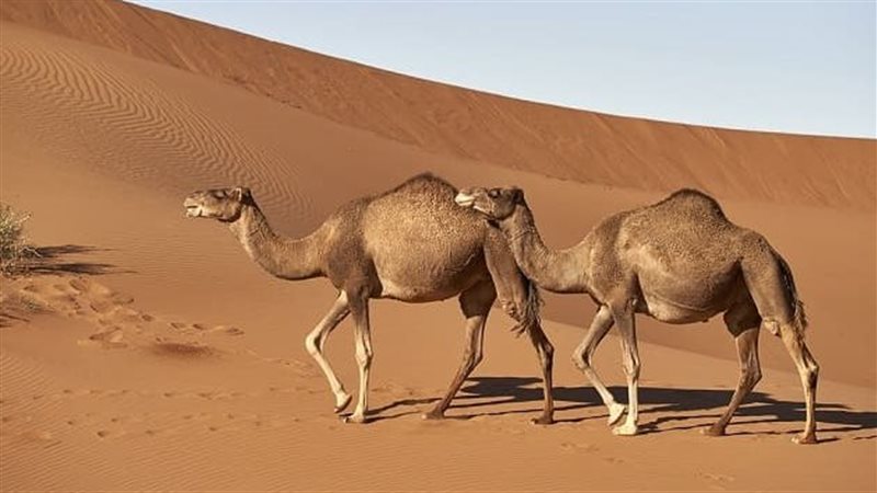 تفسيررؤية الجمل في