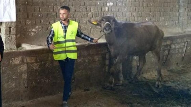 تسليم رؤوس الجاموس،