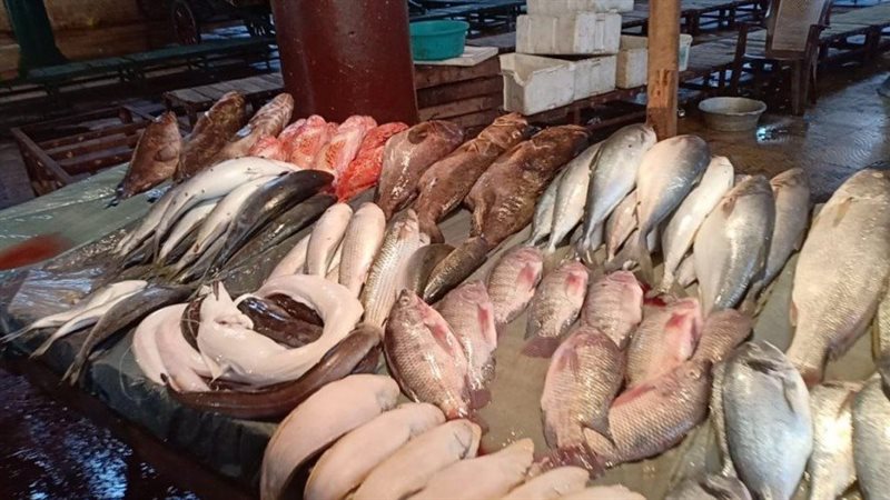 سعر السمك اليوم،