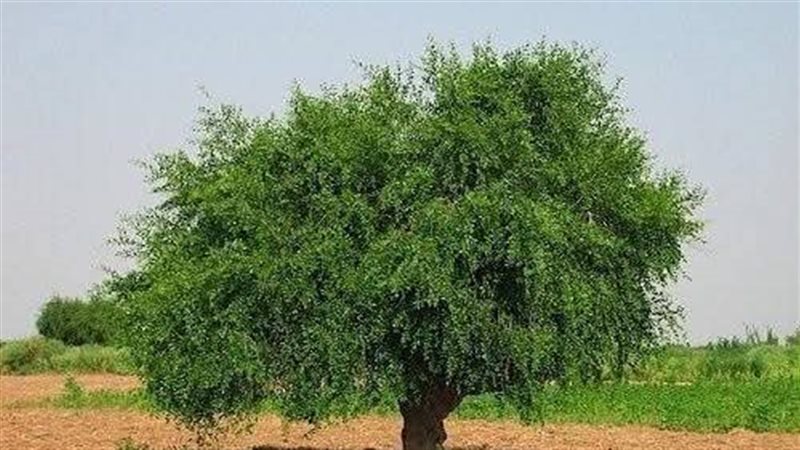 شجرة الأراك، فيتو