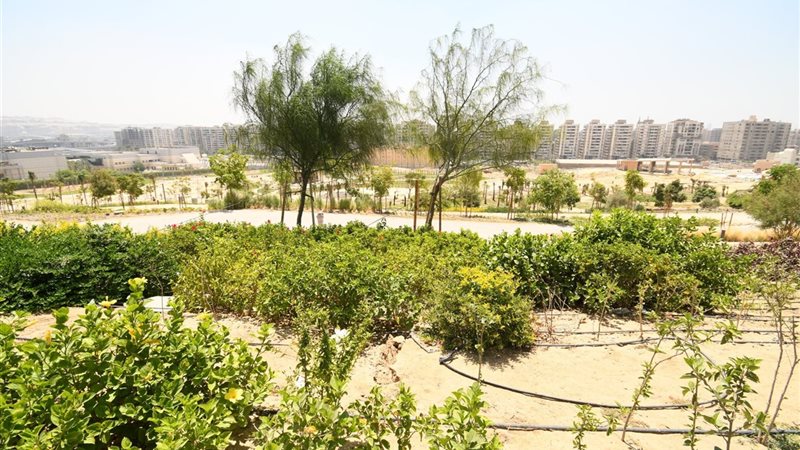 الفسطاط