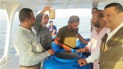 إطلاق دفعة من يرقات الجمبري في بحيرة قارون لإعادة تأهيلها 