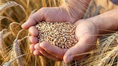  تفسير رؤية حصاد القمح في المنام وعلاقتها بتحسن في مختلف جوانب الحياة 