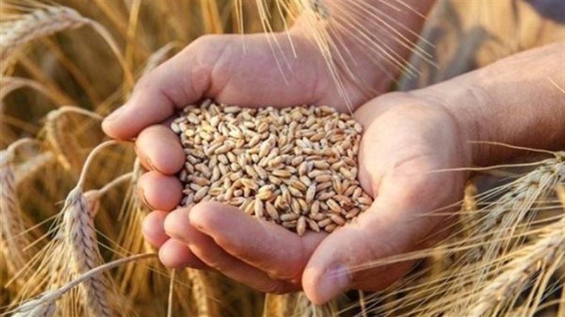 تفسير رؤية حصاد القمح