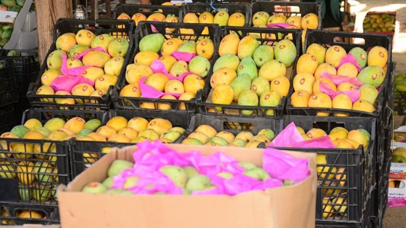 سعر المانجو اليوم