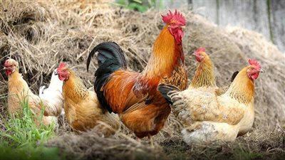  انخفاض جديد في سعر الفراخ اليوم الأربعاء 13 أغسطس 2025