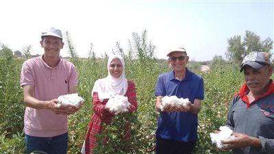  نجاح زراعة القطن في سيناء لأول مرة 