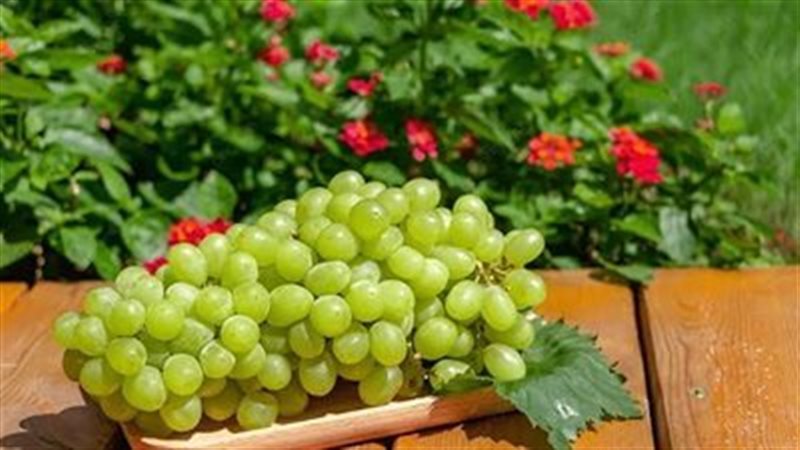 العنب