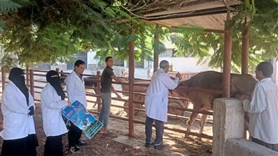 وزارة الزراعة: السيطرة الكاملة على العترة الجديدة من الحمى القلاعية “SAT 1” 