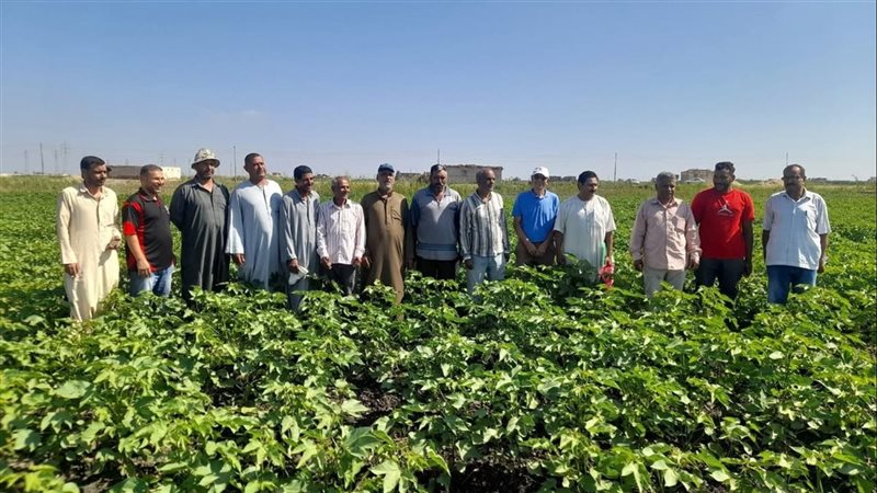 محصول القطن بالإسماعيلية،