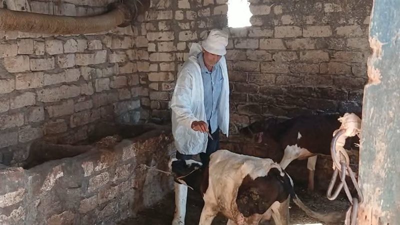 التحصين ضد مرض الجلد
